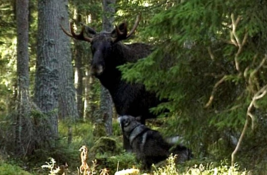 Mitäs siinä haukut :)