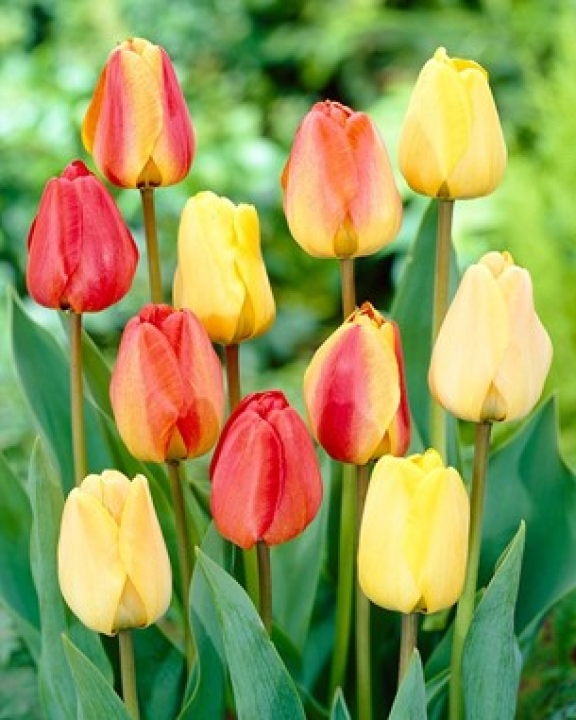 Iloisen näköisiä keltaisia, punaisia ja punakeltaisia tulppaaneita