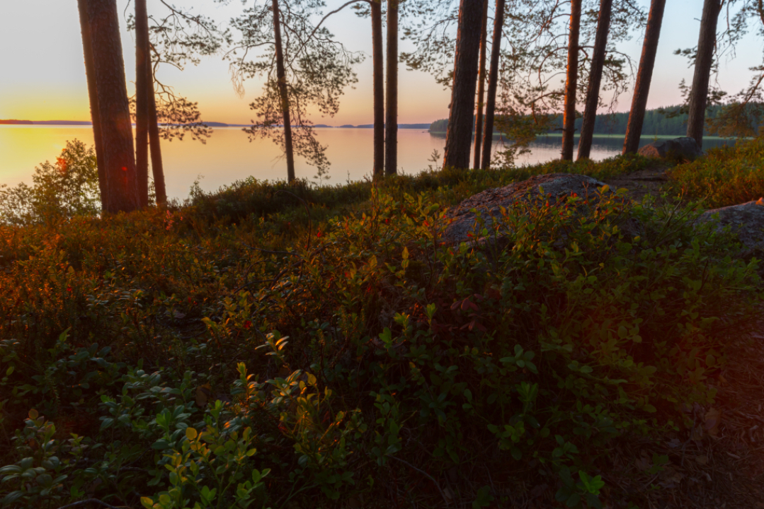 Kuvassa matalaa kuntta-kasvustoa, muutamia suurten puiden runkoja ja niiden takana järvi auringonlaskussa