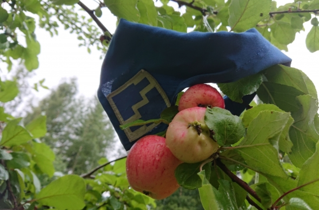 Kuvassa on kyypartion sininen huivi omenapuun oksalla jossa on kolme omenaa.