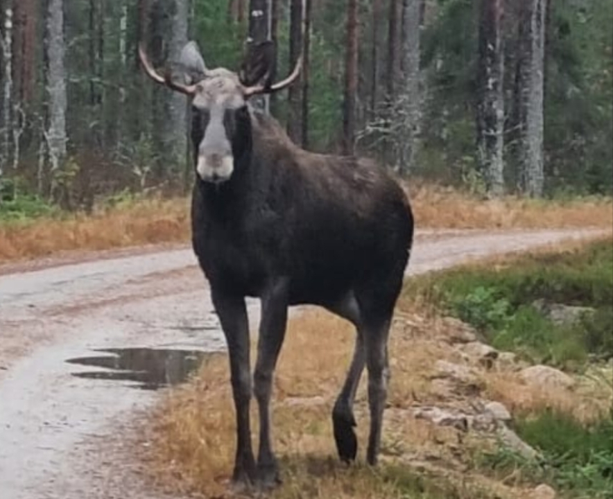 Hirvikeitolle