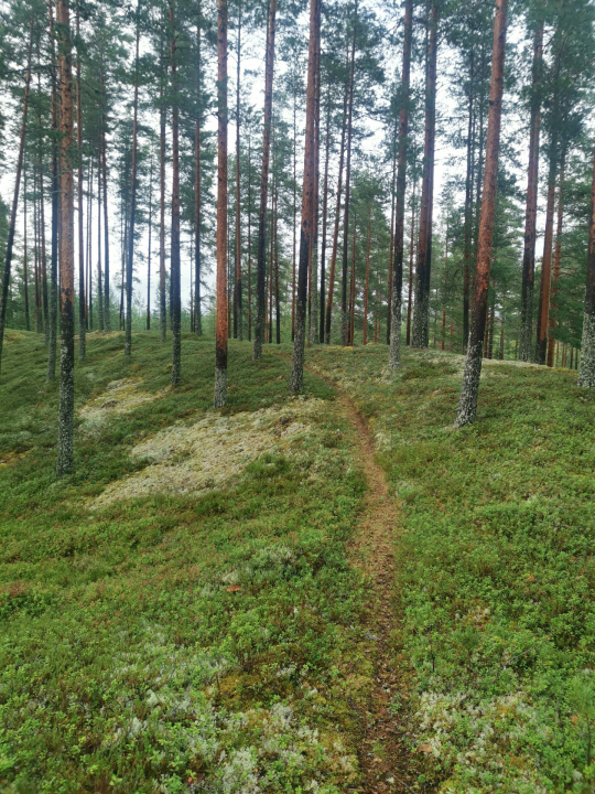 Mäntymetsän halki kulkeva polku kutsuu rauhoittumaan ja nauttimaan luonnon hyvinvointivaikutuksista.