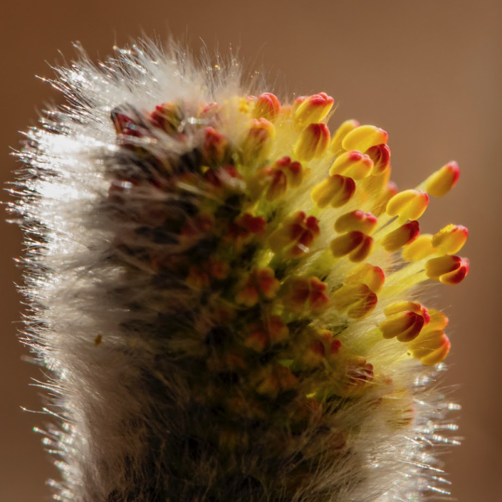 pajukukkii