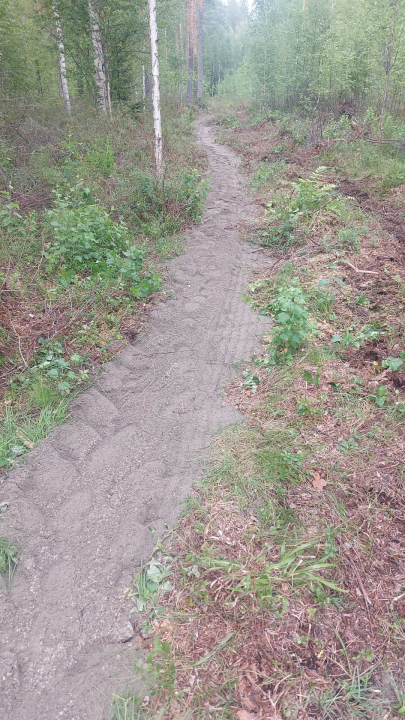 kuva metsäreitistä