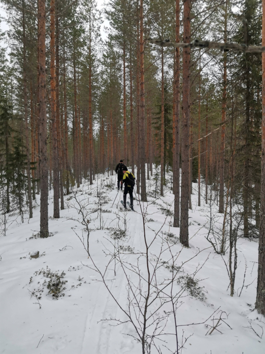 Kotausuon laavun paikka löytyi