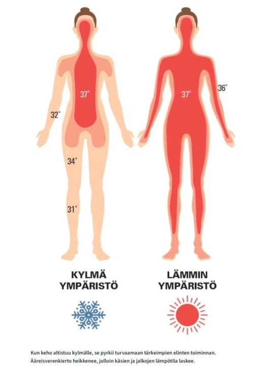 Kun keho altistuu kylmälle, se pyrkii turvaamaan tärkeimpien elinten toiminnan. Ääreisverenkierto heikkenee, jolloin käsien ja jalkojen lämpötila laskee.