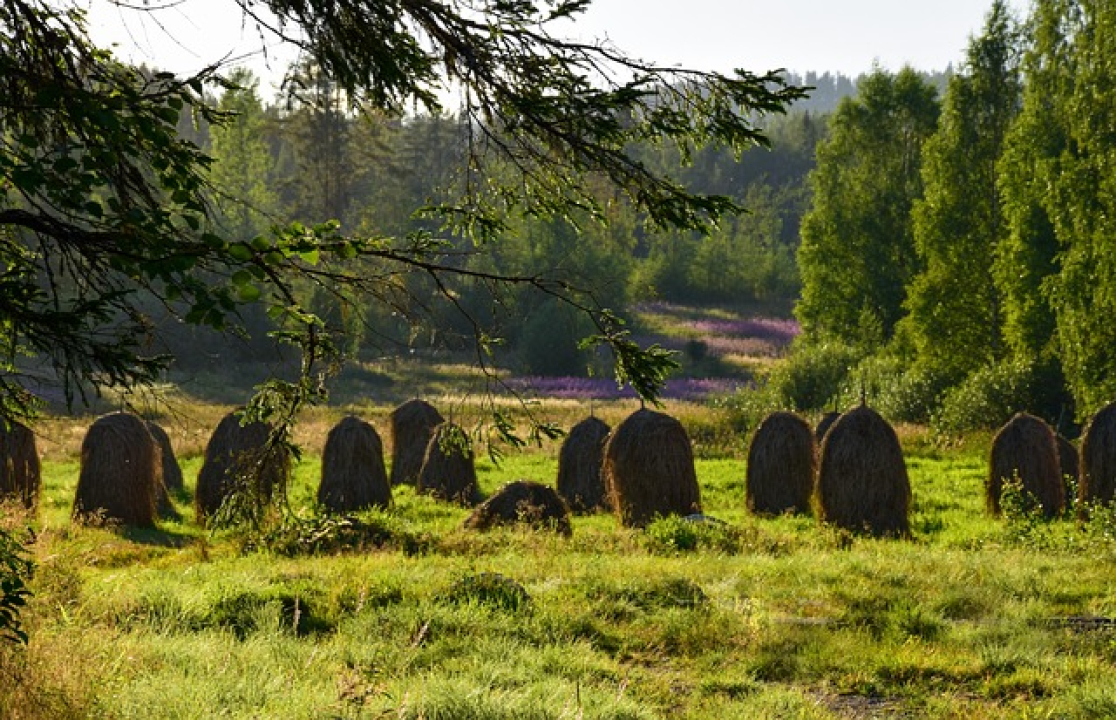 Heinäseipäät