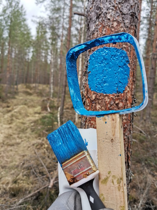 sininen maalitäppä männyssä