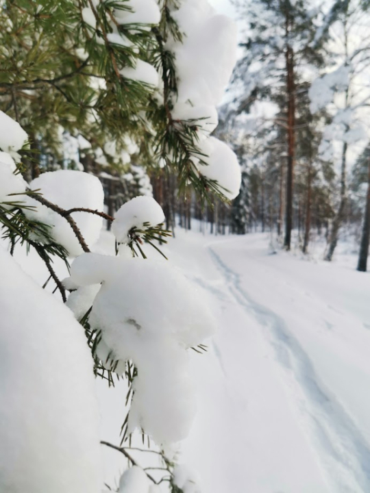 lumikenkäilijän jälki