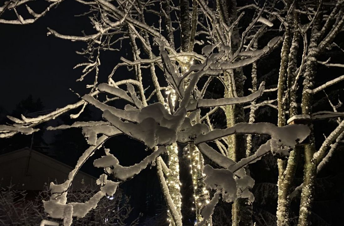 Luminen puu